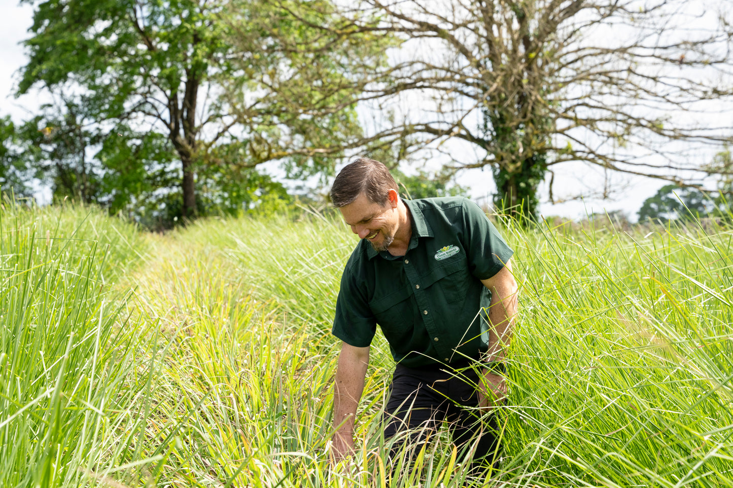 Organic Lemongrass