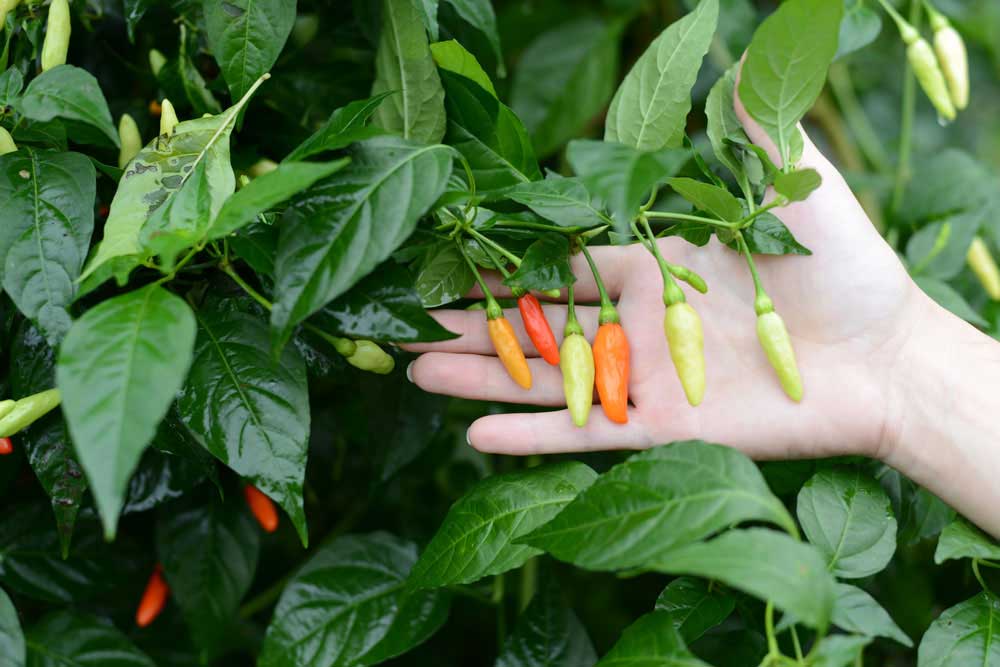 Chile Tabasco orgánico