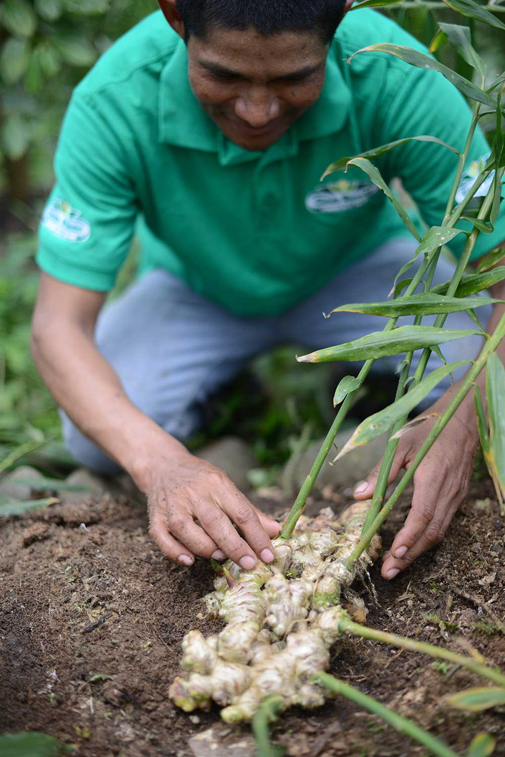 Organic Ground Ginger