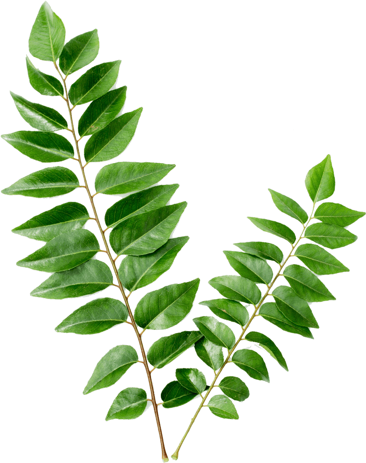 Organic Dried Curry Leaf