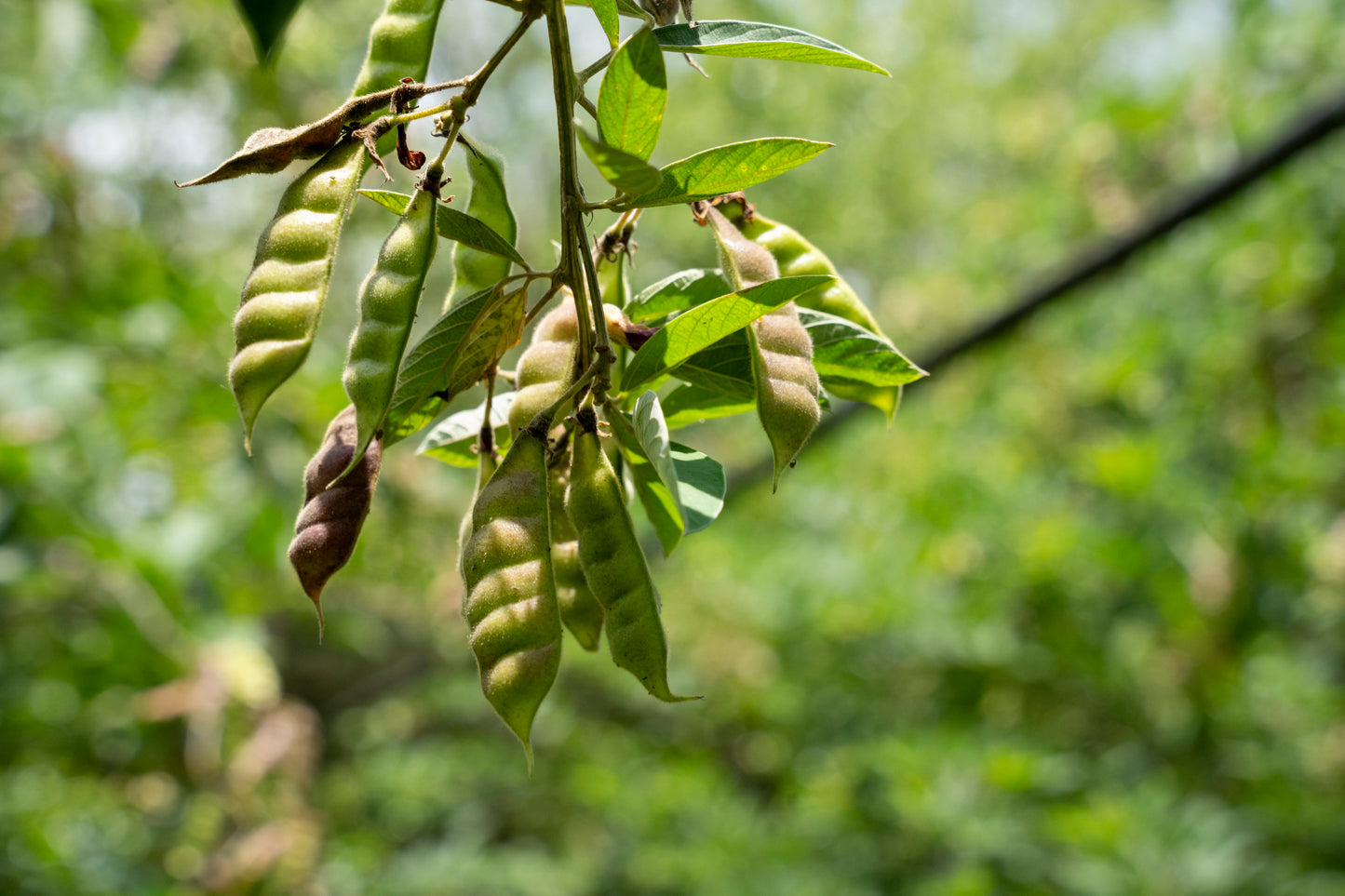 Organic Pigeon Pea