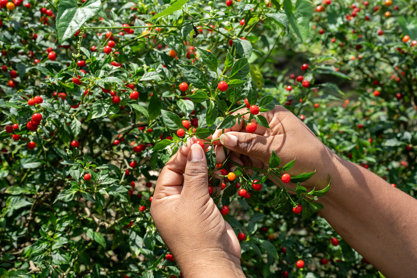 Organic Whole Wild Peruvian Chili