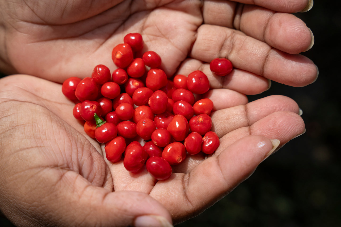 Organic Whole Wild Peruvian Chili