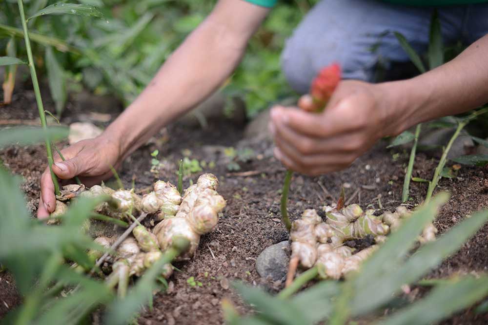 Organic Ground Ginger