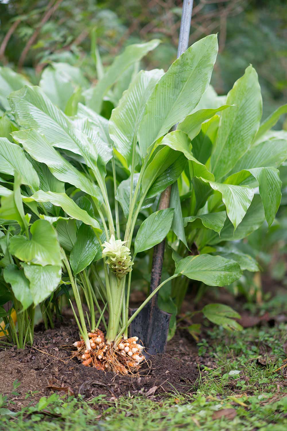 Organic Tumeric