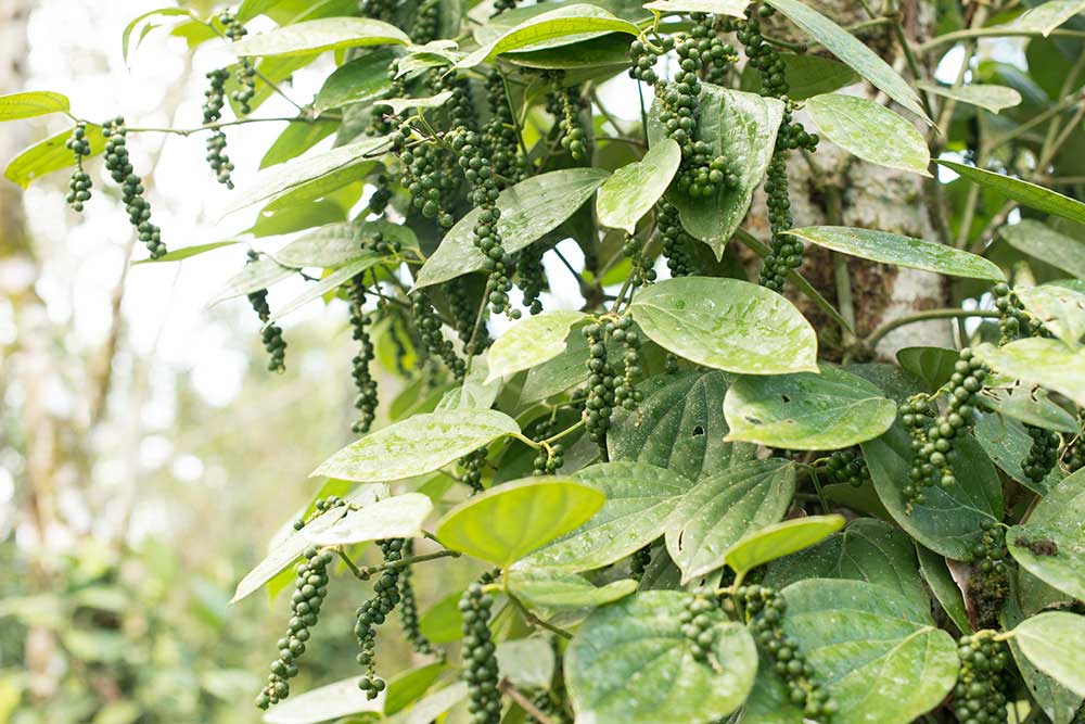Organic Black Peppercorns