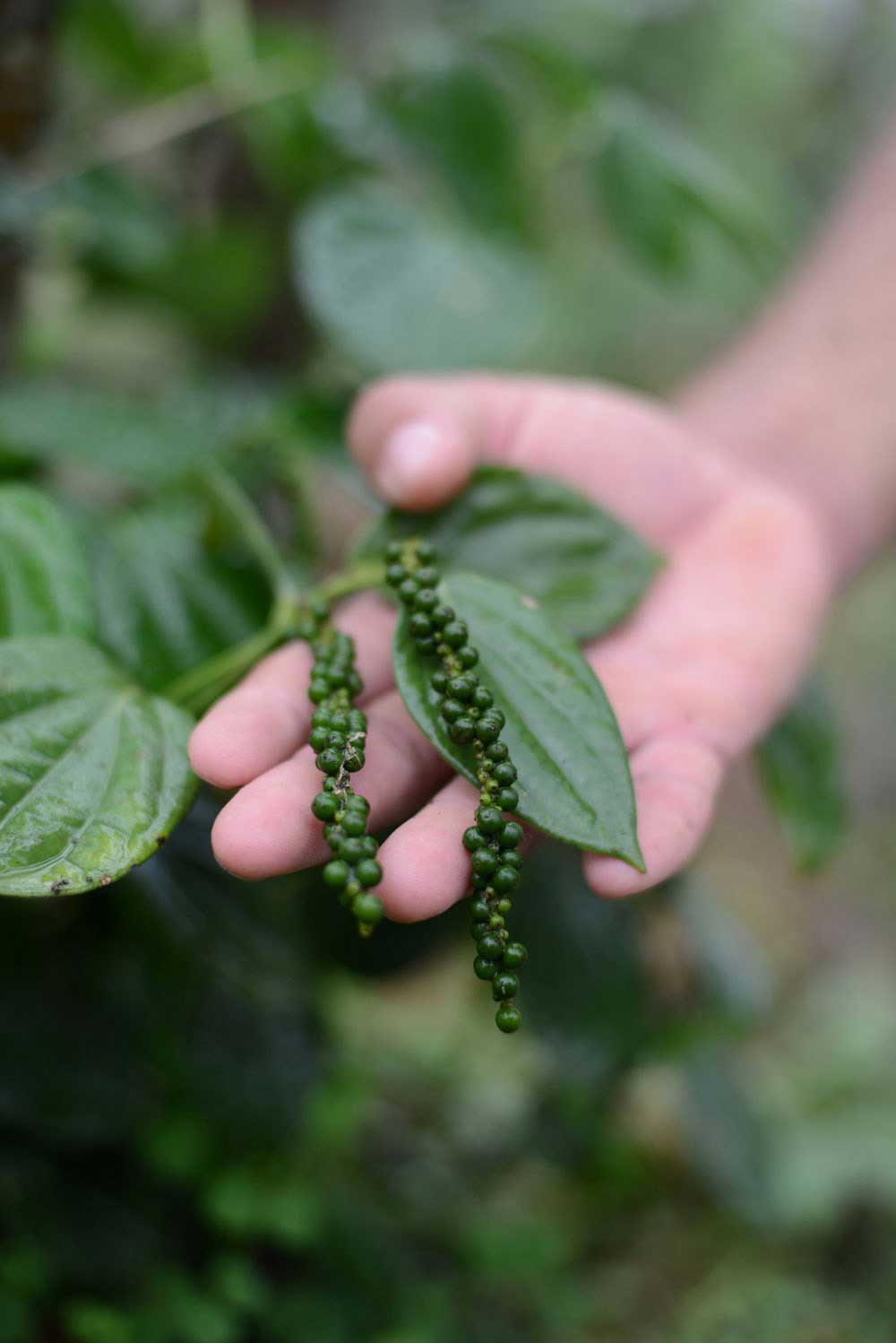 Organic Black Peppercorns