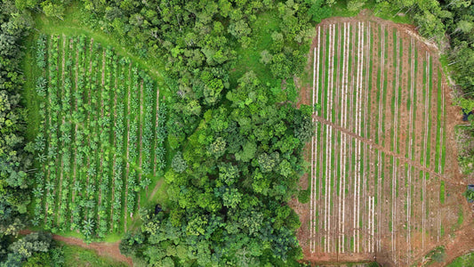 Introduction to Syntropic Farming Course Porvenir & Bodha Gardens - Jan 23-25, 2025